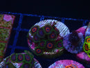 Sustainable Reefs Zoa Frag
