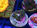 Sustainable Reefs Zoa Frag
