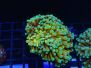 QLD Gold Torch