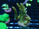 Monsoon Aquatics Acro Frag