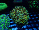 WA Frogspawn Gold Medium