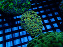 WA Frogspawn Gold Medium
