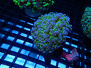 WA Frogspawn Reverse small-med