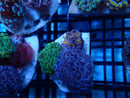Mini WA Frogspawn Garden