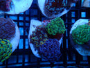 Mini WA Frogspawn Garden
