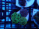 Mini WA Frogspawn Garden