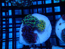 Mini WA Frogspawn Garden