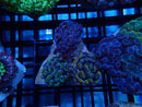 Mini WA Frogspawn Garden
