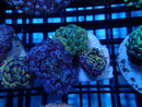 Mini WA Frogspawn Garden