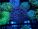 WA Frogspawn purple small