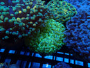 WA Frogspawn Ultra small