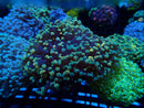 WA Frogspawn mix small