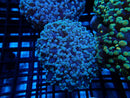 WA Frogspawn purple small