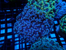 WA Frogspawn purple small