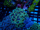 WA Frogspawn Mix small