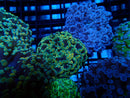 WA Frogspawn Gold Mix small