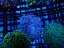 WA Frogspawn purple small