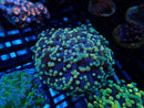 WA Frogspawn Gold Mix small