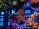 WA Zoa Frag