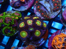 Sustainable Reefs Zoa Frag