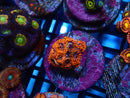 Sustainable Reefs Zoa Frag Utter Chaos