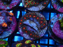 Sustainable Reefs Zoa Frag