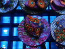 Sustainable Reefs Zoa Frag