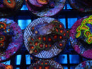 Sustainable Reefs Zoa Frag