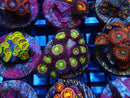 Sustainable Reefs Zoa Frag