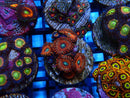 WA Zoa Frag
