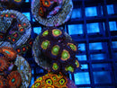Sustainable Reefs Zoa Frag