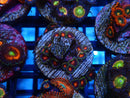 Sustainable Reefs Zoa Frag