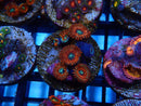 WA Zoa Frag