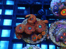 WA Zoa Frag