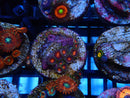 Sustainable Reefs Zoa Frag