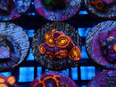 Sustainable Reefs Zoa Frag
