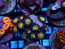 Sustainable Reefs Zoa Frag