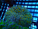 Hammer Ultra yellow stem medium