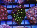 WA Zoa Cluster