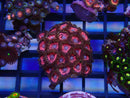 WA Zoa Cluster