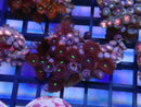 WA Zoa Cluster