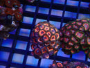 WA Zoa Cluster