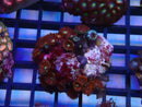 WA Zoa Cluster
