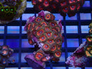 WA Zoa Cluster