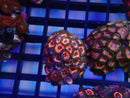 WA Zoa Cluster