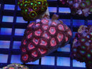 WA Zoa Cluster
