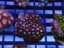 WA Zoa Cluster
