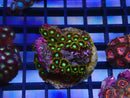 WA Zoa Cluster