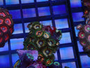 WA Zoa Cluster