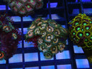 WA Zoa Cluster